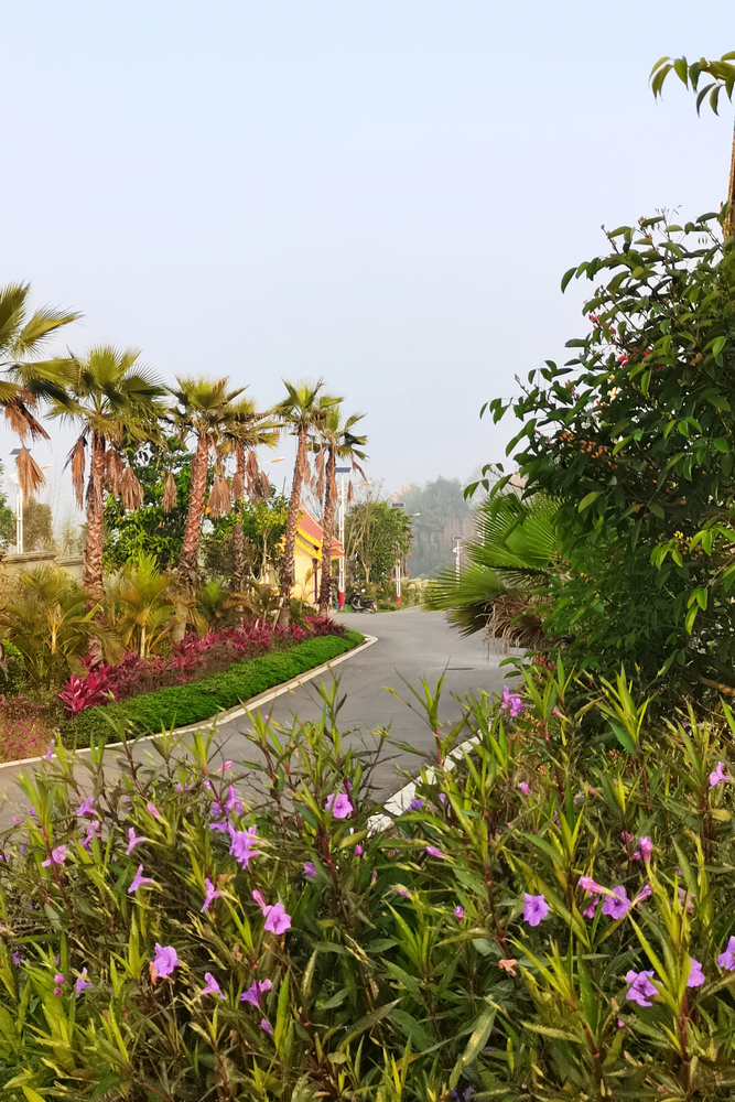 【發(fā)現(xiàn)建設一線的春景】春意濃濃的勐遮水廠3- 水投公司 布圖.jpg